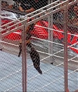 WWE_Monday_Night_RAW_2023_02_06_720p_HDTV_x264-Star_mp4_007489366.jpg